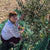 Authentic Croatian Olive Oil x 3